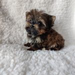 BELLA
